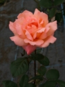 Rose01