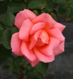 Rose09