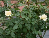 Rose11
