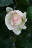 Rose13